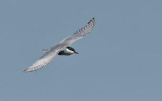 baffuto sterna - clodonie hybrida - nel volo al di sopra di blu cielo nel ricerca per cibo con largo diffuso Ali a partire dal sopra foto