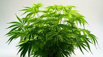canapa pianta isolato su bianca sfondo. legale marijuana coltivazione nel il casa. ai-generato foto