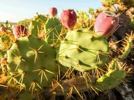 primo piano di un cactus foto