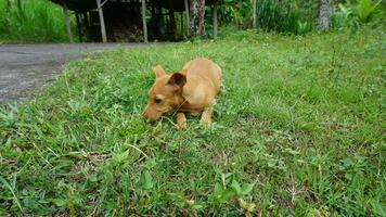 il Marrone cane sedersi su il erba e Guarda a qualcosa su il verde erba. foto