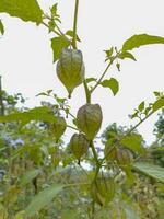 ciplukan frutta o verde spugnola bacca quale è cuscinetto frutta nel il casa giardino dove Questo frutta ha molti Salute benefici foto