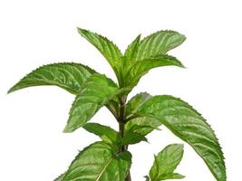 png trasparente alla menta piperita foto