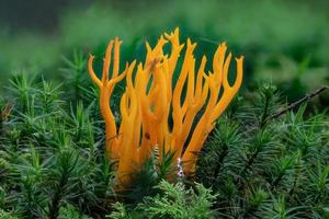 corna gialla appiccicosa, calocera viscosa, fungo sul suolo della foresta