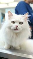 soffice bianca gatto godendo un' governare sessione con un' sorridente proprietario. foto