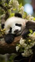 un' bambino panda napping su un' albero ramo, circondato di lussureggiante verdura foto