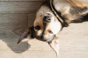 divertente simpatico cane di razza mista sdraiato sul pavimento foto