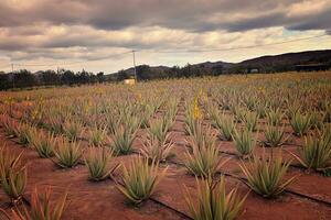 naturale grande aloe in crescita su un' azienda agricola su il canarino isola fuetaventra nel Spagna nel un' naturale habitat foto