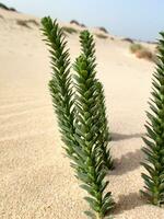 interessante originale verde pianta in crescita su il canarino isola Fuerteventura nel avvicinamento su il sabbia nel il dune foto