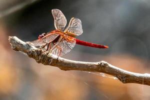 cardinale venerossa libellula appollaiata su un ramo foto