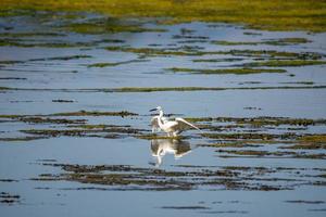 garzetta uccello nel lago in cerca di preda