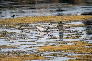 garzetta uccello nel lago in cerca di preda