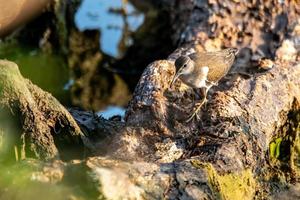 Tringa uccello appollaiato su un tronco in riva al lago