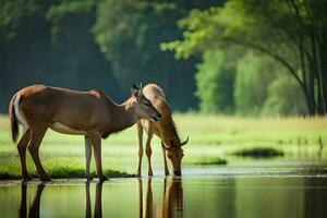 Due cervo potabile acqua nel il erboso campo. ai-generato foto