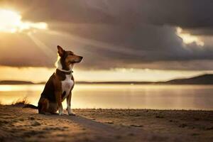 un' cane seduta su il spiaggia a tramonto. ai-generato foto