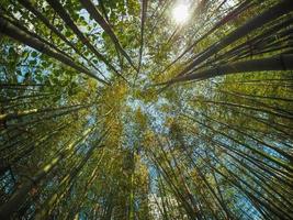 alberi di bambù e luce del sole foto