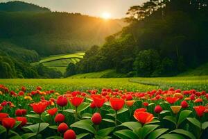 rosso tulipani nel un' campo a tramonto. ai-generato foto