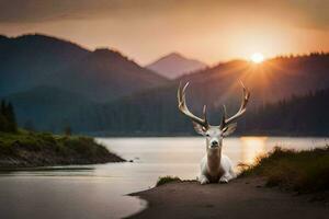 un' cervo si siede su il riva di un' lago a tramonto. ai-generato foto