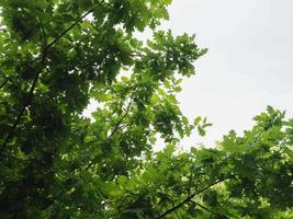 albero di quercia, quercus robur alberello foto