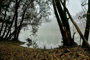 un' viaggio nel il foresta foto