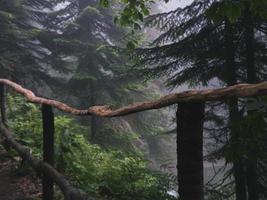 ringhiera in legno nella foresta delle montagne del Caucaso