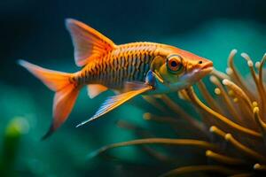 un' pesce rosso nuoto nel un acquario. ai-generato foto