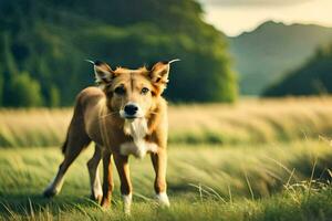 un' cane è a piedi attraverso un' campo. ai-generato foto