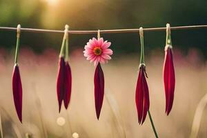 rosso fiori sospeso a partire dal un' clothesline nel un' campo. ai-generato foto