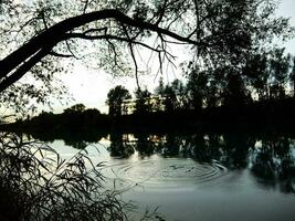 un' fiume con acqua increspature e alberi foto