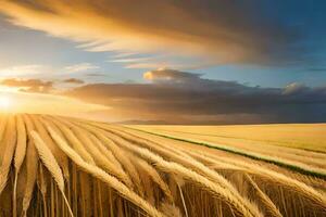 Grano campo a tramonto. ai-generato foto