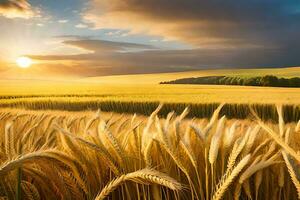 d'oro Grano campo a tramonto. ai-generato foto