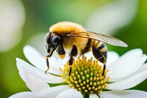 un' ape su un' bianca fiore con un' verde sfondo. ai-generato foto