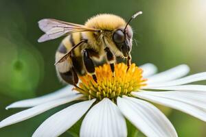 un' ape è seduta su un' bianca fiore. ai-generato foto