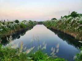 bellissimo fiume con bianca nube su blu cielo e bianca fiore foto