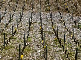 verdeggiante vigneti di chinnin, Savoia, Francia foto