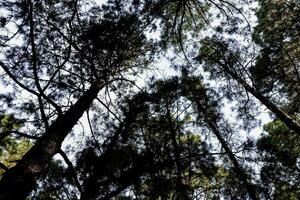 guardare su in il alberi foto