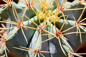 un' vicino su di un' cactus pianta con molti picchi foto