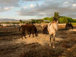 cavalli in fattoria foto