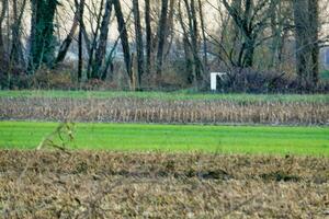 Visualizza di il foresta foto