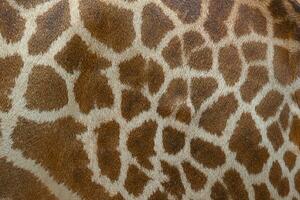 bellissimo modello di giraffa pelle per sfondo. foto