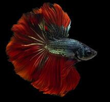 bellissimo movimento di rosso blu betta pesce, siamese combattente pesce, betta splendens di Tailandia, isolato su nero sfondo. foto