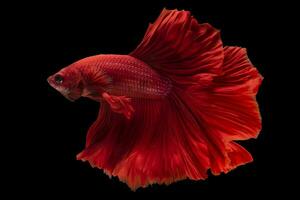 bellissimo movimento di rosso betta pesce, ritmico vicino su di siamese combattente pesce, betta splendens, mezza luna betta su nero sfondo. foto