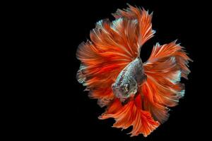 il in movimento momento bellissimo di rosso siamese combattente pesce nel Tailandia, betta pesce, fantasia mezza luna betta, betta splendens, ritmico di betta pesce isolato su nero sfondo. foto