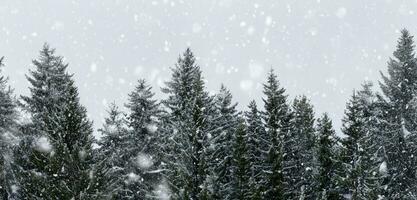 pino foresta nel inverno neve caduta largo angolo tiro di in ritardo inverno dove il paesaggio è bianca pino albero sfondo con pesante neve foto