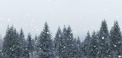 pino foresta nel inverno neve caduta largo angolo tiro di in ritardo inverno dove il paesaggio è bianca pino albero sfondo con pesante neve foto