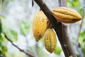 cacao frutta giardino, tropicale agricolo sfondo foto