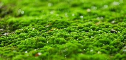 verde muschio su il bagnato terra vicino su foto