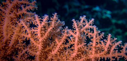 corallo subacqueo mare subacqueo ecosistema turismo immersione foto