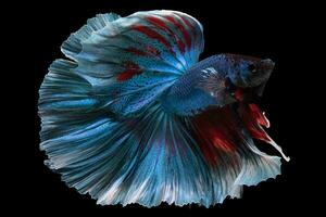 blu siamese combattente pesce, combattimento pesce, betta splendens, betta pesce su nero sfondo foto