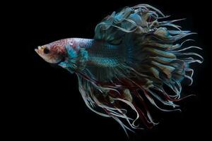 avvicinamento arte movimento di Multi colore betta pesce, meglio pesce, siamese betta isolato su nero sfondo. foto