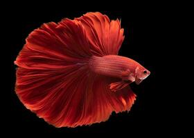 bellissimo movimento di siamese combattente pesce, avvicinamento di rosso betta pesce. betta splendens isolato su nero sfondo, studio sparo. foto